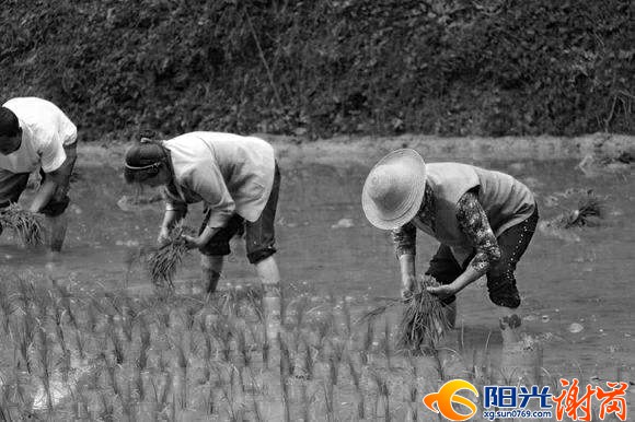 一代代勤劳的黎村人用自己的双手将这里打造成野鱼米之乡冶 [最大宽度 640 最大高度 480].jpg