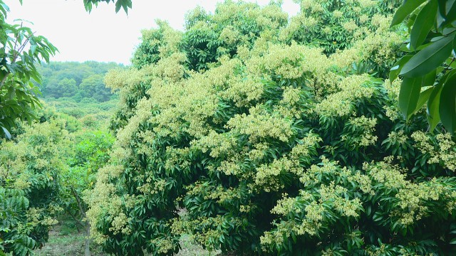 0315荔枝开花九成_2020-03-15_14-59-29.jpg
