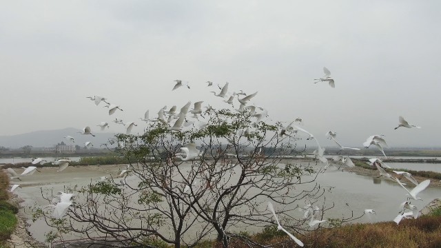 0108鹭鸟群聚谢岗湿地 白衣胜雪赛飞絮_2021-01-08_11-44-42.jpg